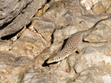 Jaszczurka w Wadi Ash Shab